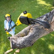 Best Root Management and Removal  in Squaw Valley, CA